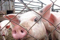 Меры по профилактике и недопущению африканской чумы свиней
