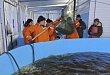 Уватский центр аквакультуры продолжает восстанавливать популяцию ценных пород рыб