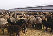 Фермеры района планируют разводить породистых овец