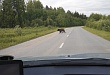 Численность медведей отрегулируют в Уватском районе