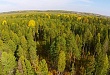 В Уватском районе в ближайшие несколько лет возможно масштабное освоение лесных ресурсов 