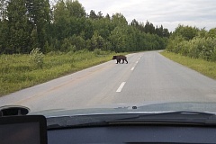 Численность медведей отрегулируют в Уватском районе