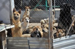 С 12 марта проводят отлов безнадзорных домашних животных
