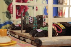 В Уватском районе сохранился старинный хантыйский обряд «Медвежья вечерка»