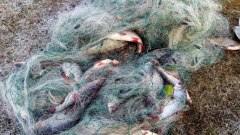 Ответственность за нарушение правил рыболовства
