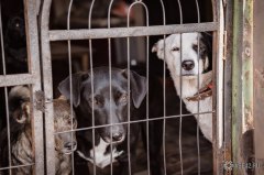 27 февраля в Нагорном проведут отлов животных без владельцев
